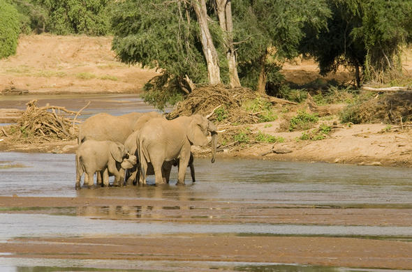 Samburu Intrepids - Kenya, Samburu Game Reserve (location)