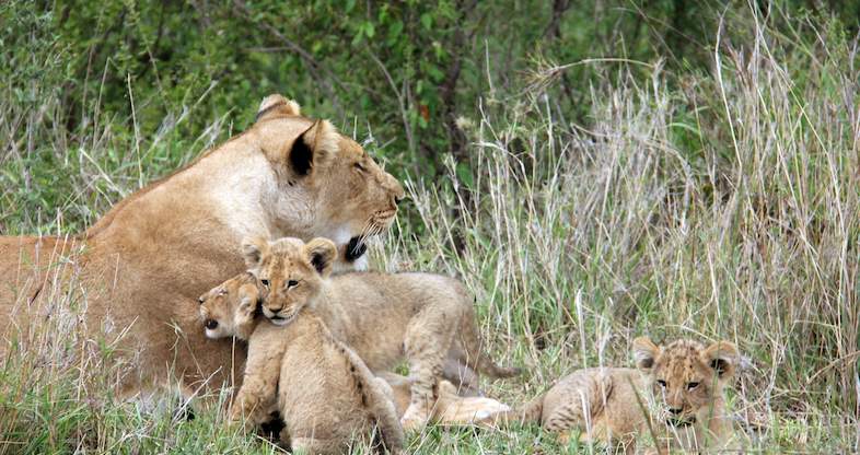 Kenya Wildlife Safari - Class Kenya Safari Tour