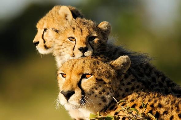 Best of Kenya and Tanzania - East African Safaris