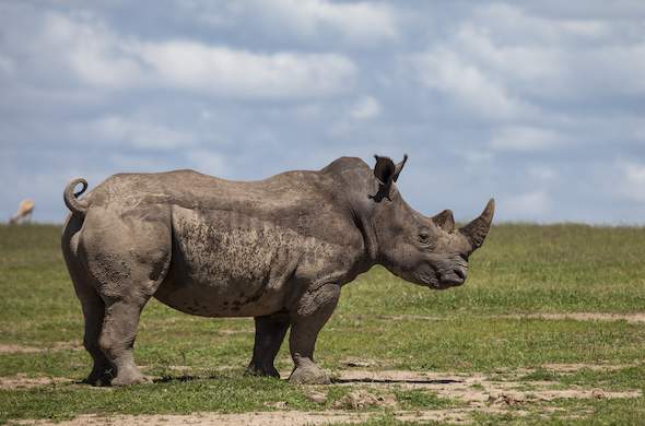 Images of Porini Rhino Camp - Kenya Safari Ol Pejeta Conservancy